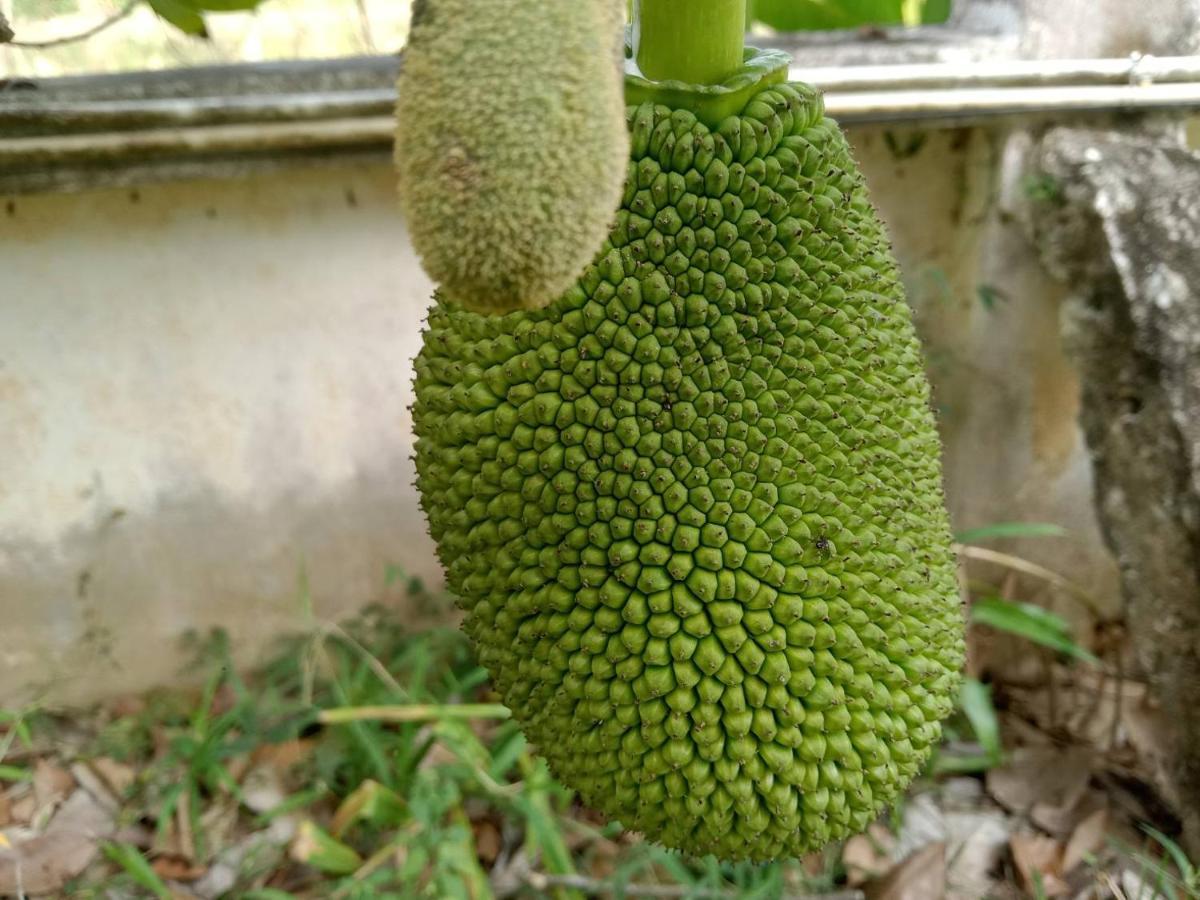 Ban Chang Klang Na Nong ap Chang Exteriér fotografie